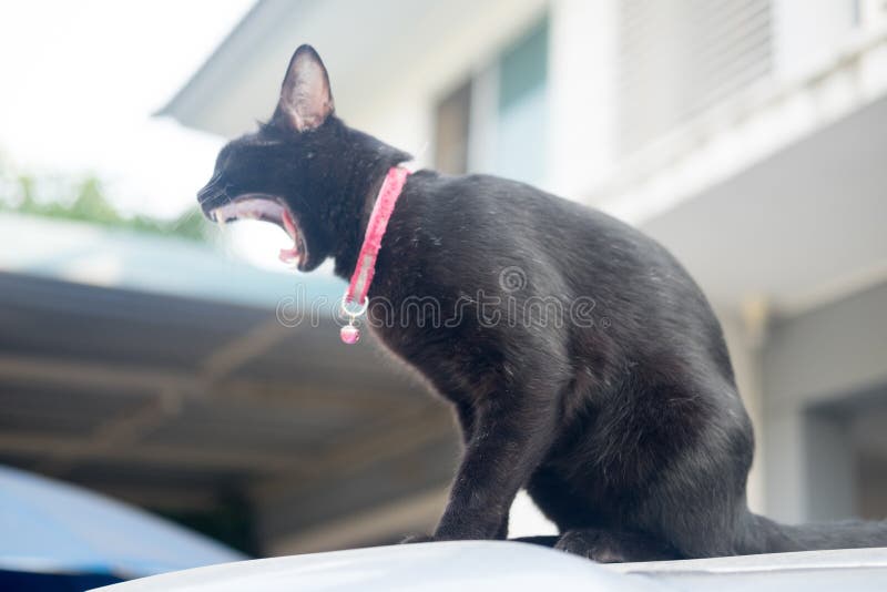 Bocejo largo aberto da boca do gato preto tailandês da cor imagens de stock Bocejo largo aberto da boca do gato preto tailandês da cor imagens de stock