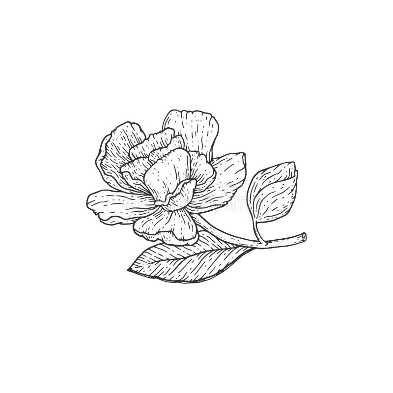 Boceto Vintage De Flores De Gardenia. Diseño De Tatuaje De Ilustraciones De  Vectores De Línea Botánica. Dibujo Floral Elegante. Ilustración del Vector  - Ilustración de mano, hojas: 234708759