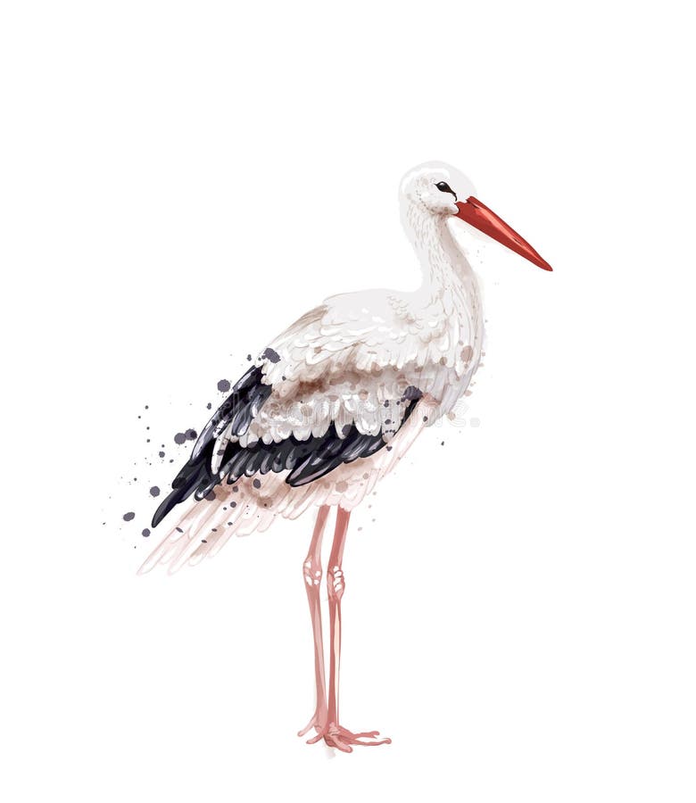 Bocianowa Wektorowa akwarela odizolowywająca na bielu Ikony Malować stylowe ilustracje ilustracja wektor Bocianowa Wektorowa akwarela odizolowywająca na bielu Ikony Malować stylowe ilustracje ilustracja wektor