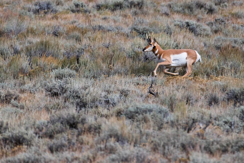 Bock för Pronghorn antilop på flyttningen arkivfoton Bock för Pronghorn antilop på flyttningen arkivfoton
