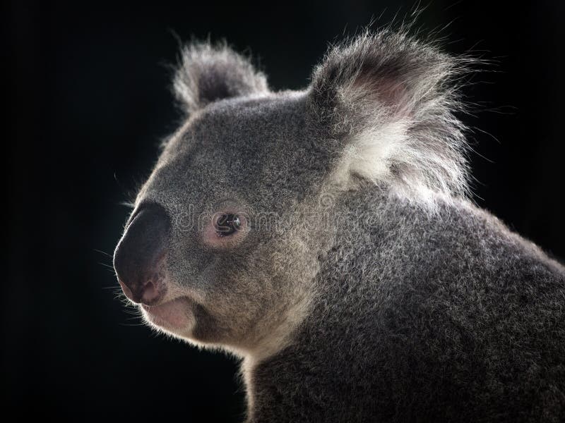 Boczna twarz koala zdjęcie royalty free Boczna twarz koala zdjęcie royalty free