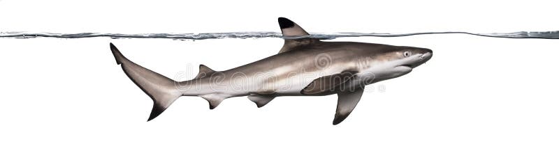 Boczny widok Blacktip rafy rekinu dopłynięcie obrazy royalty free Boczny widok Blacktip rafy rekinu dopłynięcie obrazy royalty free