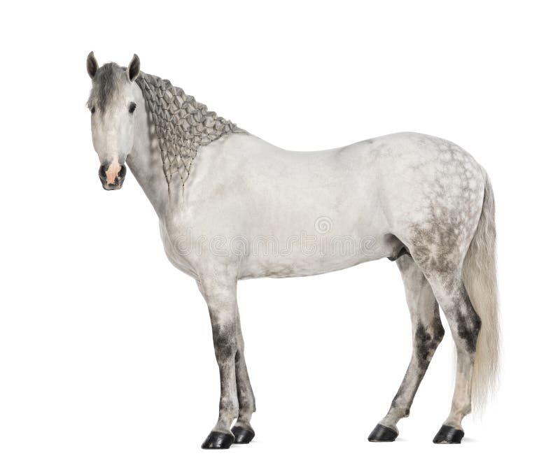 Side view of a Male Andalusian, 7 years old, also known as the Pure Spanish Horse or PRE, with plaited mane and looking at camera against white background. Side view of a Male Andalusian, 7 years old, also known as the Pure Spanish Horse or PRE, with plaited mane and looking at camera against white background