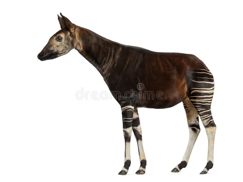 Boczny widok Okapi pozycja, Okapia johnstoni, odizolowywający zdjęcia stock Boczny widok Okapi pozycja, Okapia johnstoni, odizolowywający zdjęcia stock