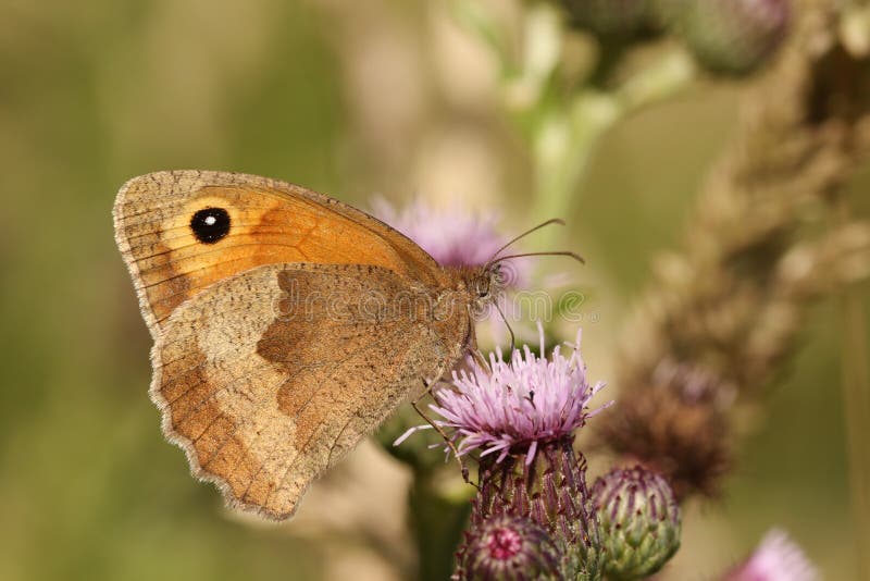 Boczny widok Łąkowy Brown motyl, Maniola jurtina, nectaring na osecie z swój skrzydłami zamykającymi fotografia royalty free Boczny widok Łąkowy Brown motyl, Maniola jurtina, nectaring na osecie z swój skrzydłami zamykającymi fotografia royalty free