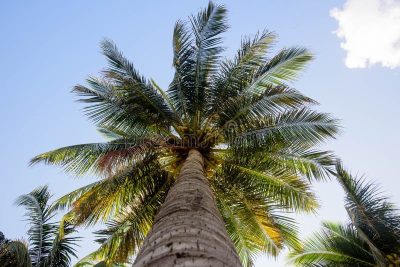 Bodemmening van een mooie palm met blauwe hemel