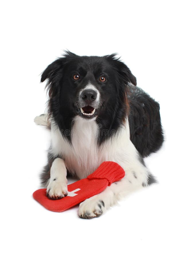 Boder说谎与热的瓶的大牧羊犬狗库存照片 图片包括有boder说谎与热的瓶的大牧羊犬狗