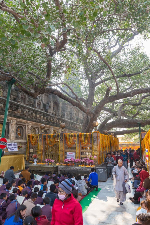 Bodhgaya Le Bihar  Inde  12 21 2022 Arbre De  Bodhi 