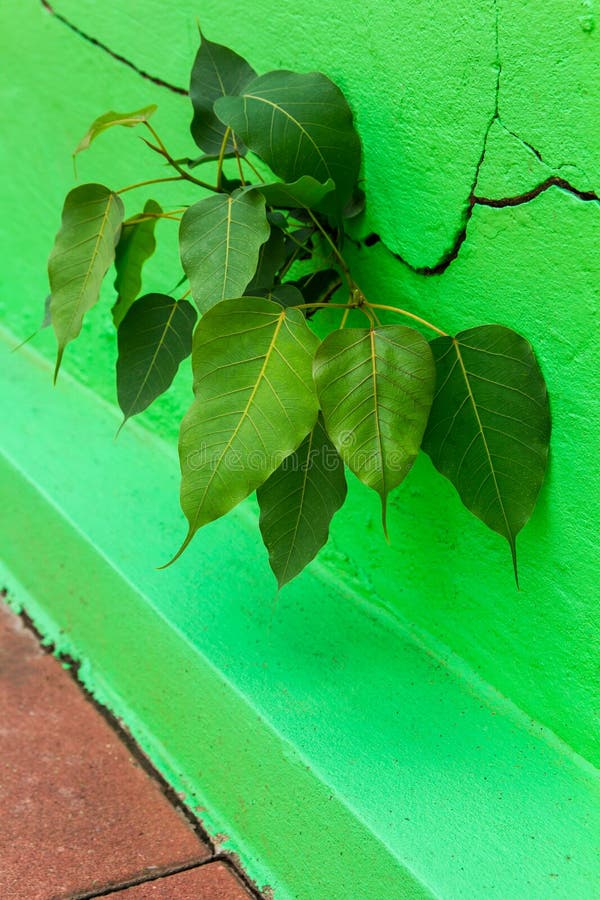 Bodhi tree growth emerging from the cracks of a green wall. Bodhi tree growth emerging from the cracks of a green wall