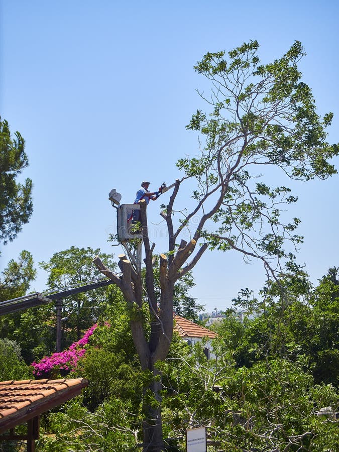 A Worker Pruning a Tree at Height. Editorial Photo - Image of vertical ...