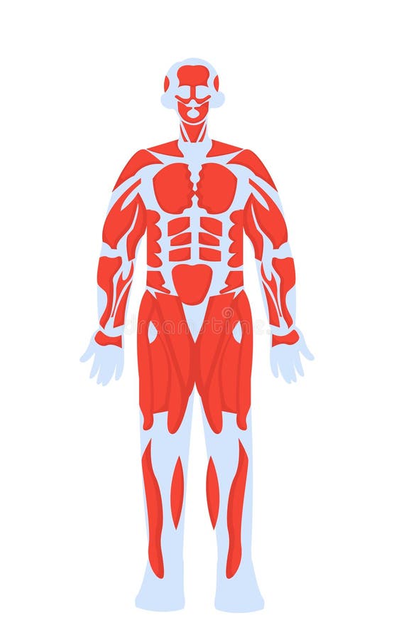 Body Anatomical Structure Vector Concept Stock Vector Biology Diagrams