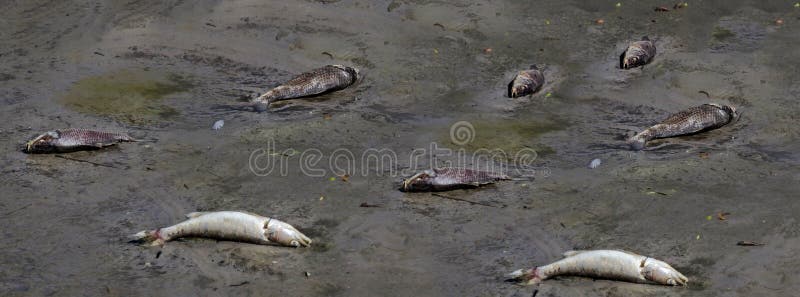 Body of death fish on the beach with plastic and junk in bad pollution photo in outdoor royalty free stock images Body of death fish on the beach with plastic and junk in bad pollution photo in outdoor royalty free stock images