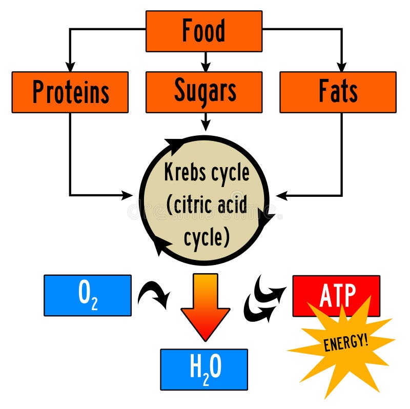 Body energy