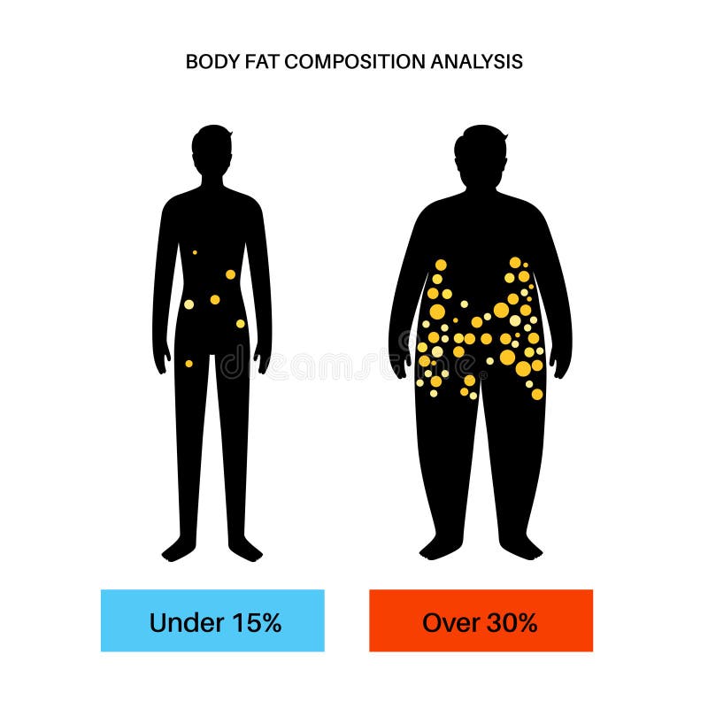 Body fat composition stock illustration. Illustration of vector 237351760
