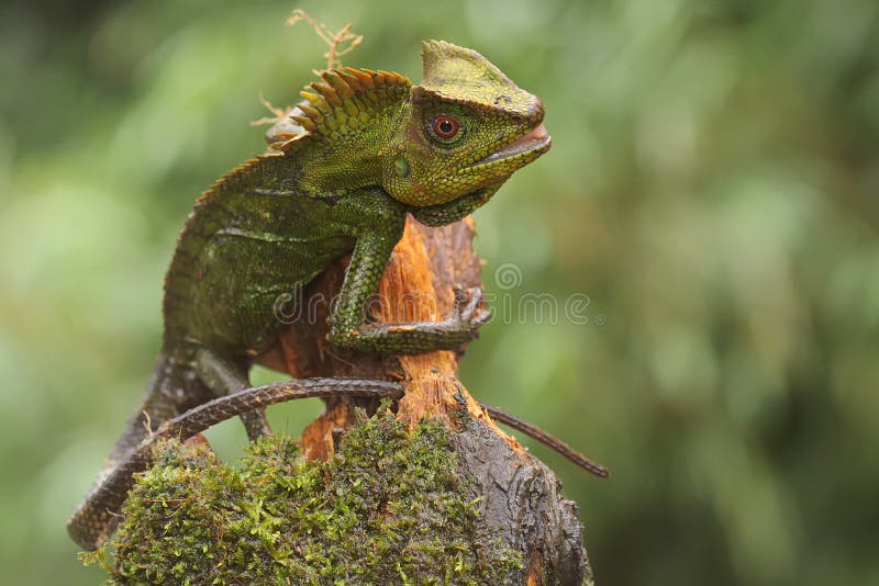 Body gesture of a forest dragon who is ready to attack the intruding animals that enter its territory.