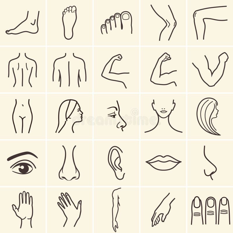Body Parts Icons Stock Illustrations – 1,611 Body Parts Icons Stock  Illustrations, Vectors & Clipart - Dreamstime