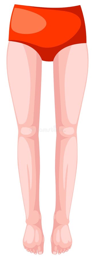 Body legs royalty free illustration