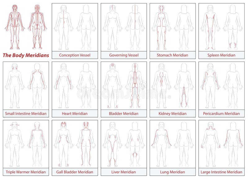 54,000+ Female Body Diagram Pictures