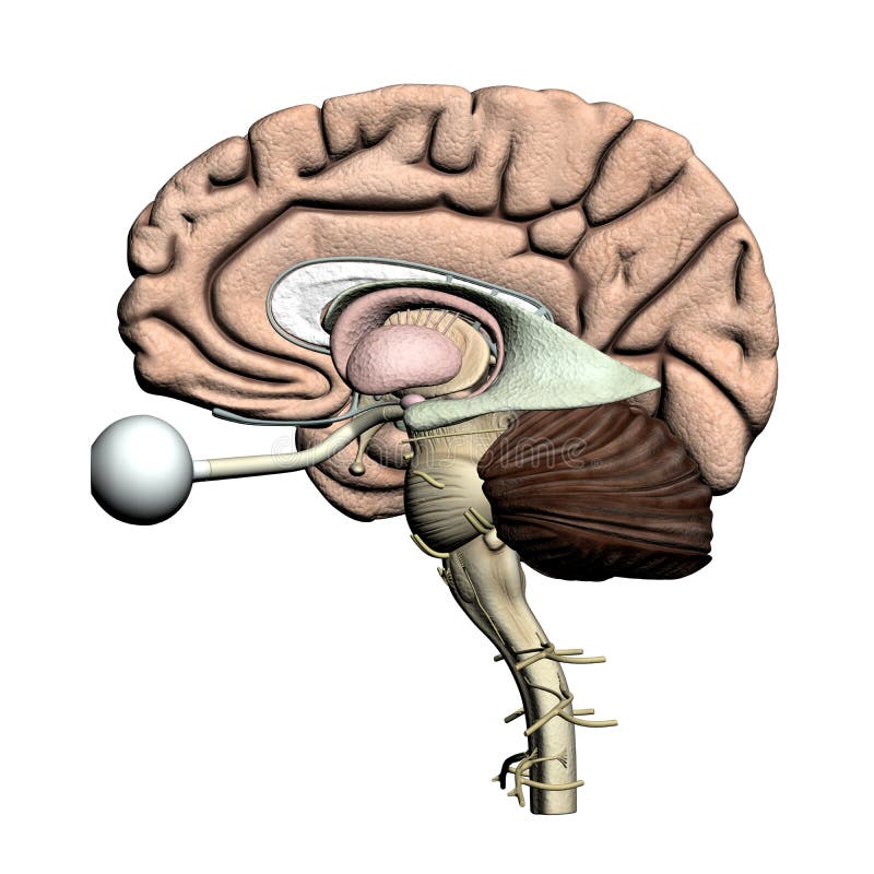 Мозг крест накрест. Глаза и головной мозг крест накрест. Картинки неокортекс мозг абстракция.