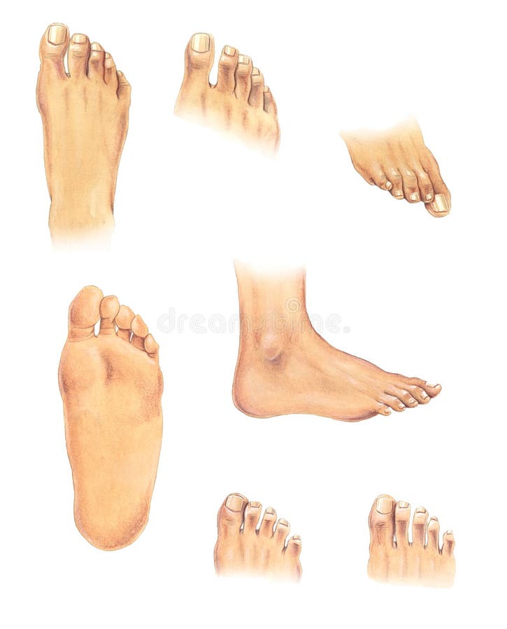 Body parts: feet stock illustration Body parts: feet stock illustration
