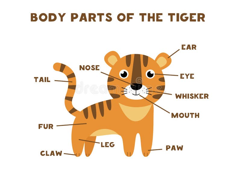 Body Parts of the Tiger. Animals Anatomy in English for Kids. Learning  Words. Stock Vector - Illustration of parts, worksheet: 209362967