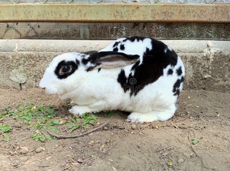 The body shape of a rex rabbit tends to be round and elongated like a capsule, looks stocky and has strong bones. rex rabbit refers informally to any of at least nine breeds of domestic rabbit. one such breed is the rex, which is recognized by the american rabbit breeders association and the british rabbit council