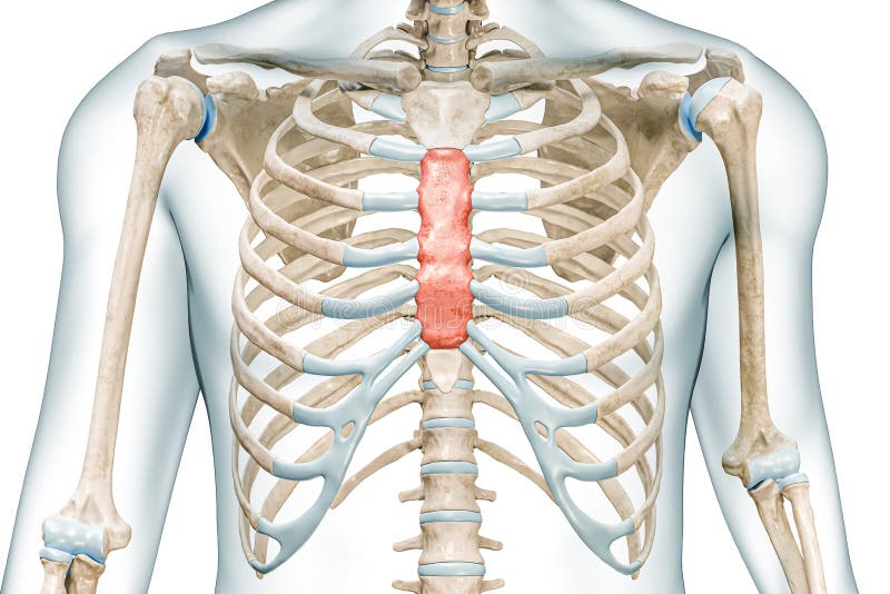 Clavicle bone or collarbone close-up with body 3D rendering illustration  isolated on white with copy space. Human skeleton and shoulder girdle  anatomy, medical diagram, skeletal system concepts. Stock Illustration