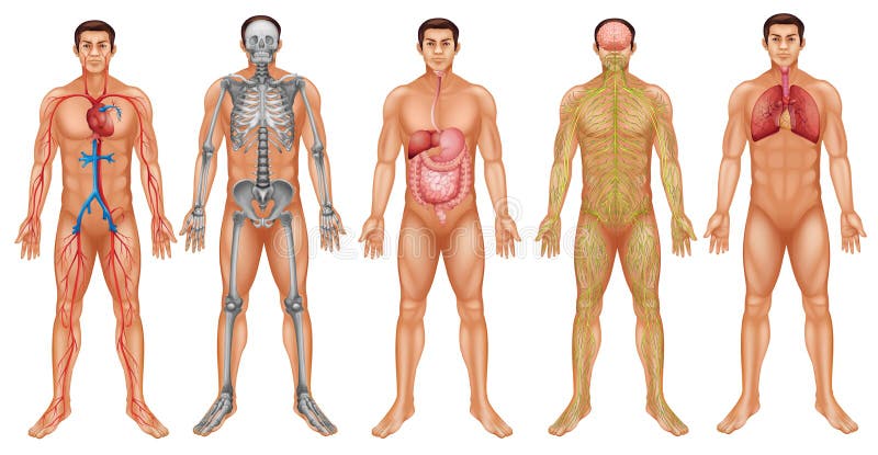 Human Body Systems Chart