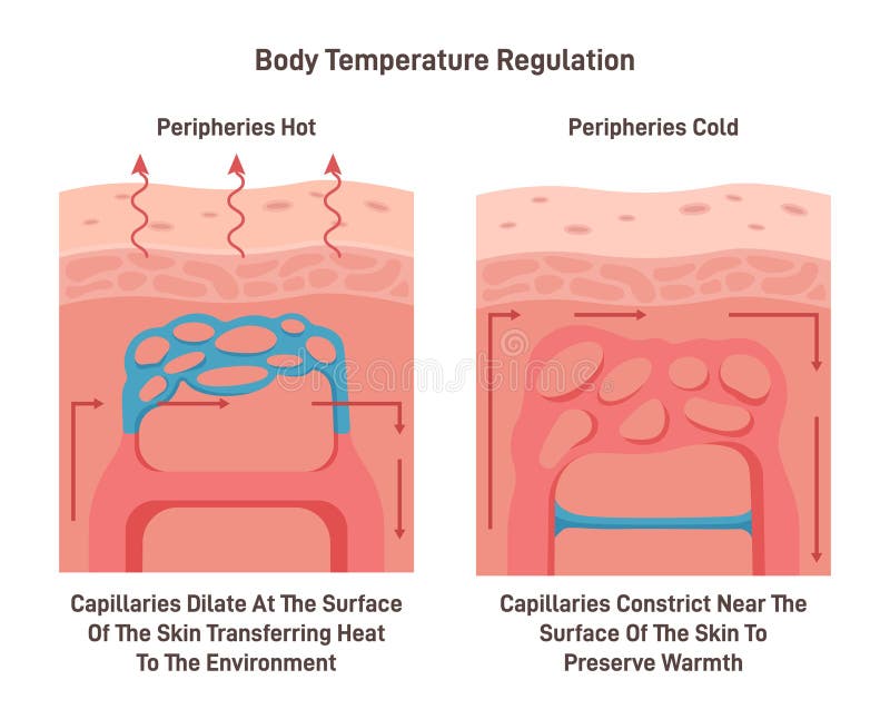Body Temperature Regulation Process. Control of Human Skin Temperature ... Biology Diagrams