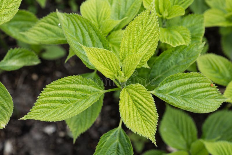 Boehmeria Cylindrica Bog Hemp Plant