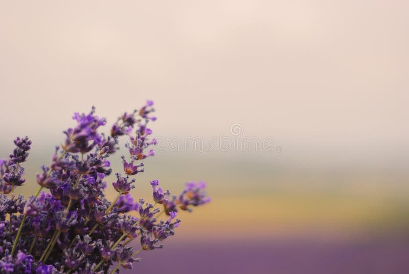 Boeket van bloeiende lavendel tegen de achtergrond van een lavendel stock fotografie Boeket van bloeiende lavendel tegen de achtergrond van een lavendel stock fotografie
