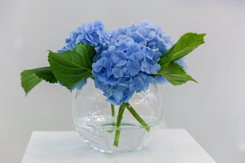Boeket van bloemenhydrangea hortensia in een vaas stock foto Boeket van bloemenhydrangea hortensia in een vaas stock foto