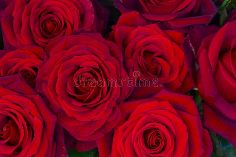 Donkerrode rozen Donkerrode rozen