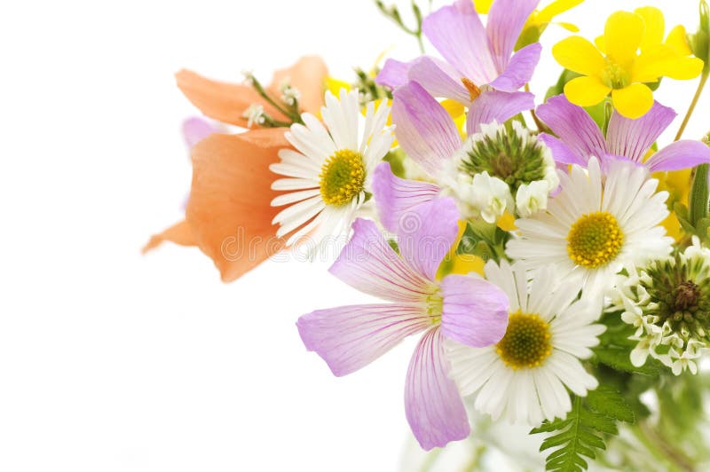 Boeket van gebiedsbloemen op een witte achtergrond royalty-vrije stock afbeeldingen Boeket van gebiedsbloemen op een witte achtergrond royalty-vrije stock afbeeldingen