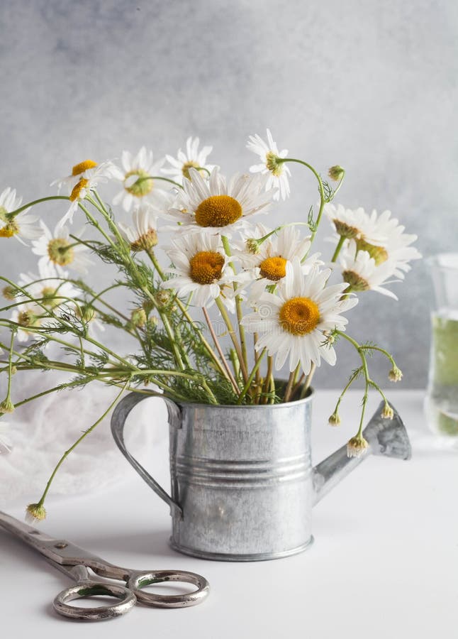 Boeket van kamillebloemen in een metaalemmer royalty-vrije stock afbeeldingen Boeket van kamillebloemen in een metaalemmer royalty-vrije stock afbeeldingen
