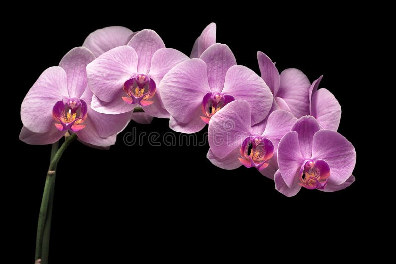 Bouquet of magenta orchids is isolated on black background. Bouquet of magenta orchids is isolated on black background