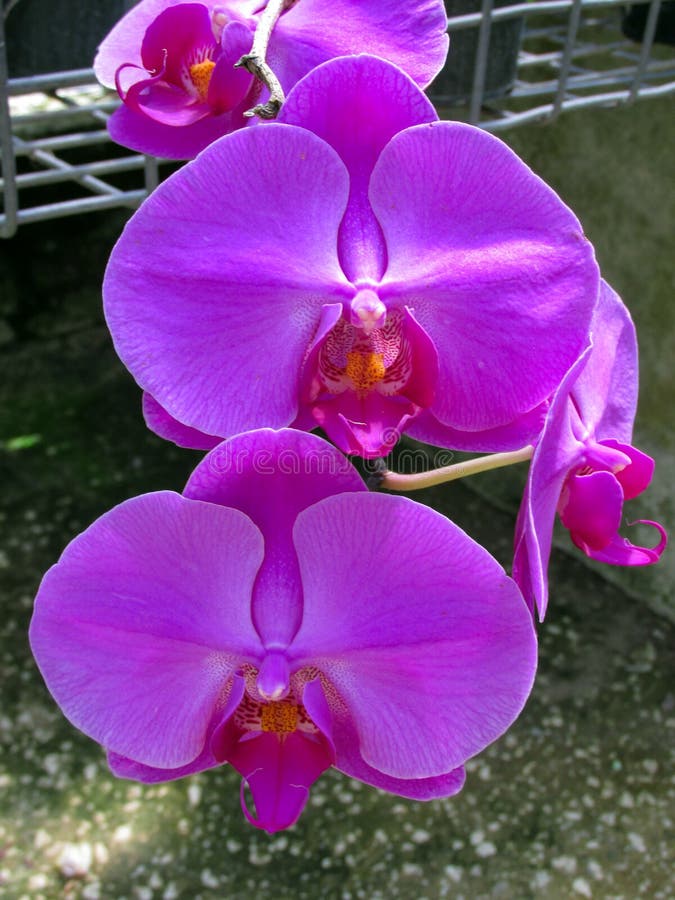 Boeket van pinkBoboeket van pkBouqueorchidee Phalaenopsis op een achtergrond van bladerenorchidee Phalaenopsis op een achtergrond royalty-vrije stock foto Boeket van pinkBoboeket van pkBouqueorchidee Phalaenopsis op een achtergrond van bladerenorchidee Phalaenopsis op een achtergrond royalty-vrije stock foto