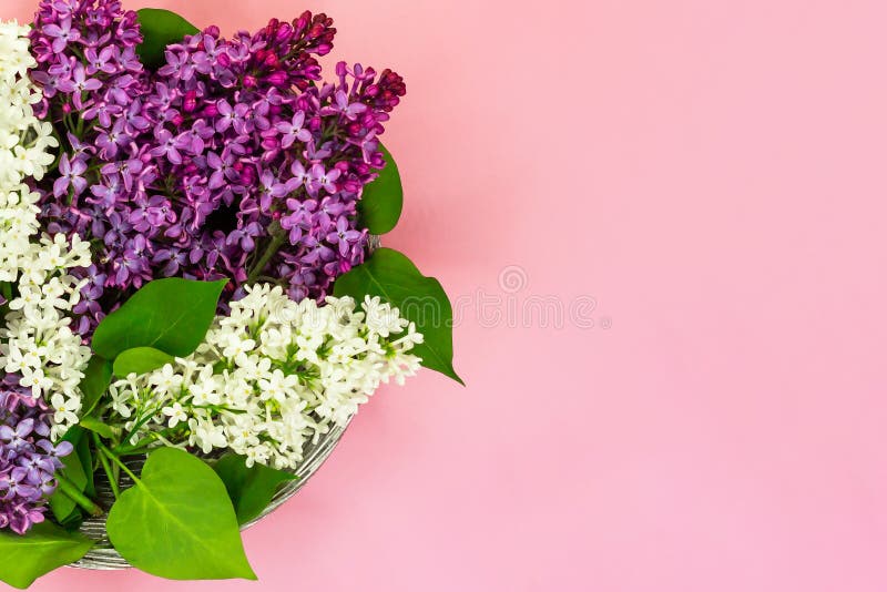 Boeket van purpere en witte lilac bloemen op koraal roze achtergrond De ruimte van het exemplaar Hoogste mening De zomerachtergro royalty-vrije stock afbeeldingen Boeket van purpere en witte lilac bloemen op koraal roze achtergrond De ruimte van het exemplaar Hoogste mening De zomerachtergro royalty-vrije stock afbeeldingen