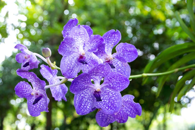 Boeket van purpere orchideeën Vanda Coerulea Flower royalty-vrije stock foto's Boeket van purpere orchideeën Vanda Coerulea Flower royalty-vrije stock foto's