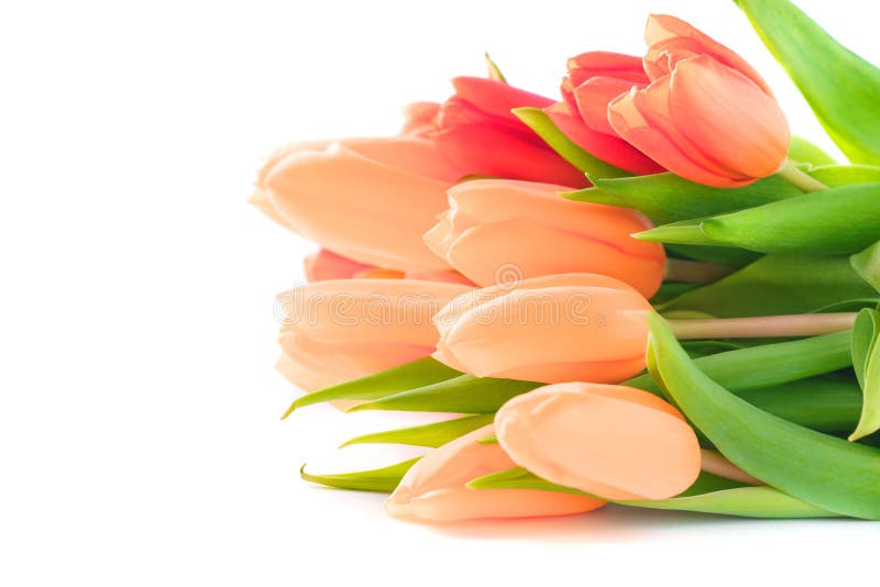 Boeket van roze tulpen voor Valentine of Moederdag Geïsoleerde stock afbeeldingen Boeket van roze tulpen voor Valentine of Moederdag Geïsoleerde stock afbeeldingen