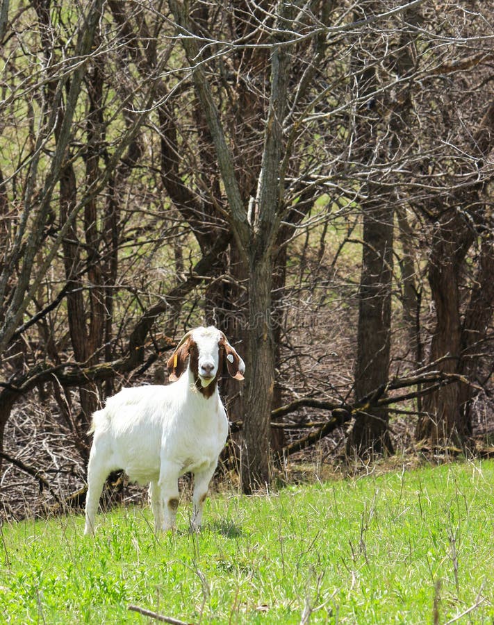 Boer Goat Doe stock image. Image of meat, goat, farm 41288639