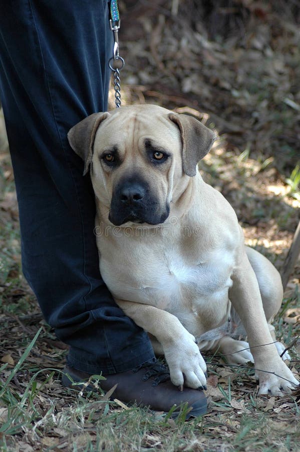 A full body of a beautiful light big African Boerboel dog on a leach with alert expression in the face watching other dogs in the park outdoors