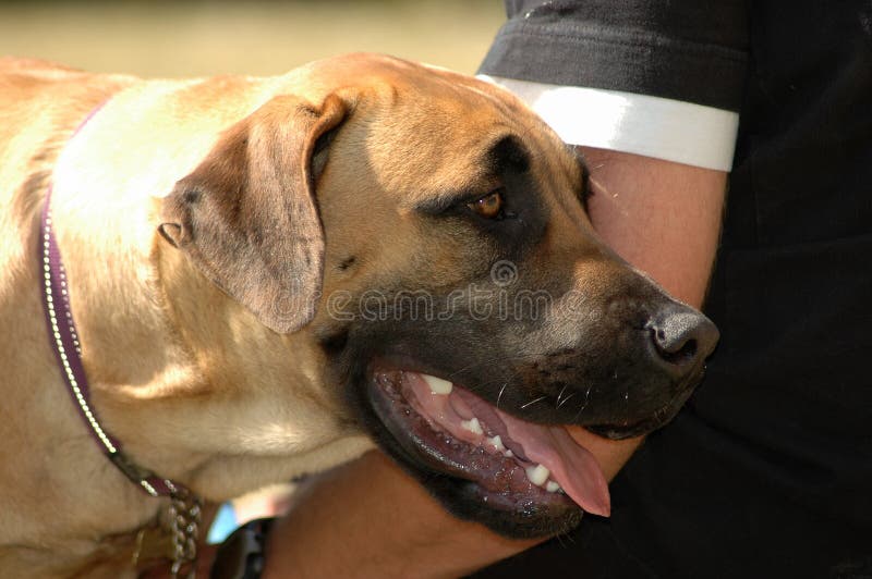 boerboel muzzle