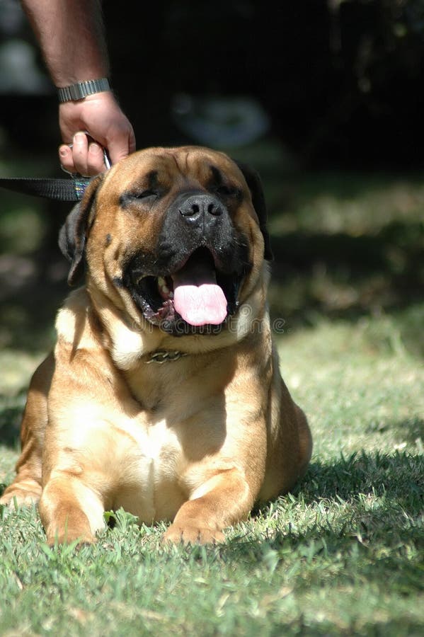 A beautiful African Boerboel dog head portrait with cute expression in the face held by his owner watching other dogs in the park outdoors