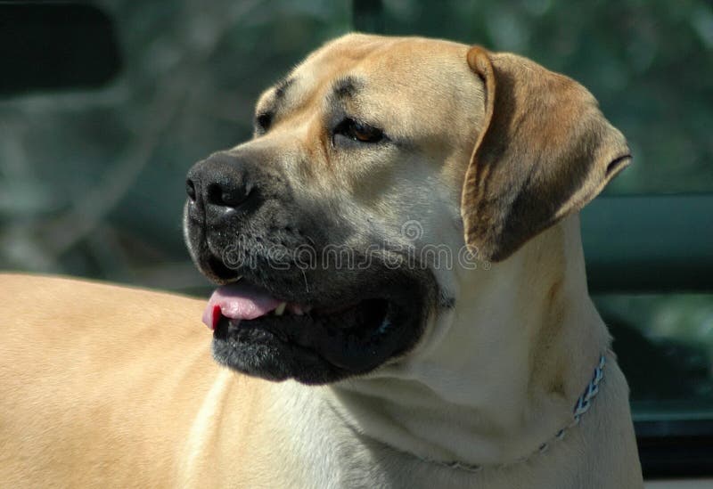 A beautiful light colored strong African Boerboel dog head portrait with alert expression in the pretty face watching other dogs in the park outdoors
