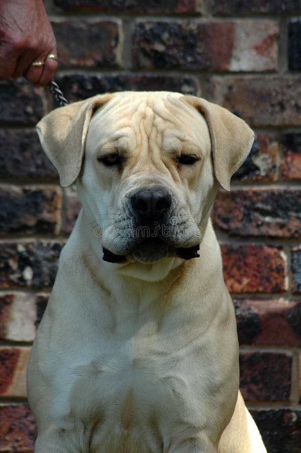 Boerboel dog head portrait watching other dogs in South Africa