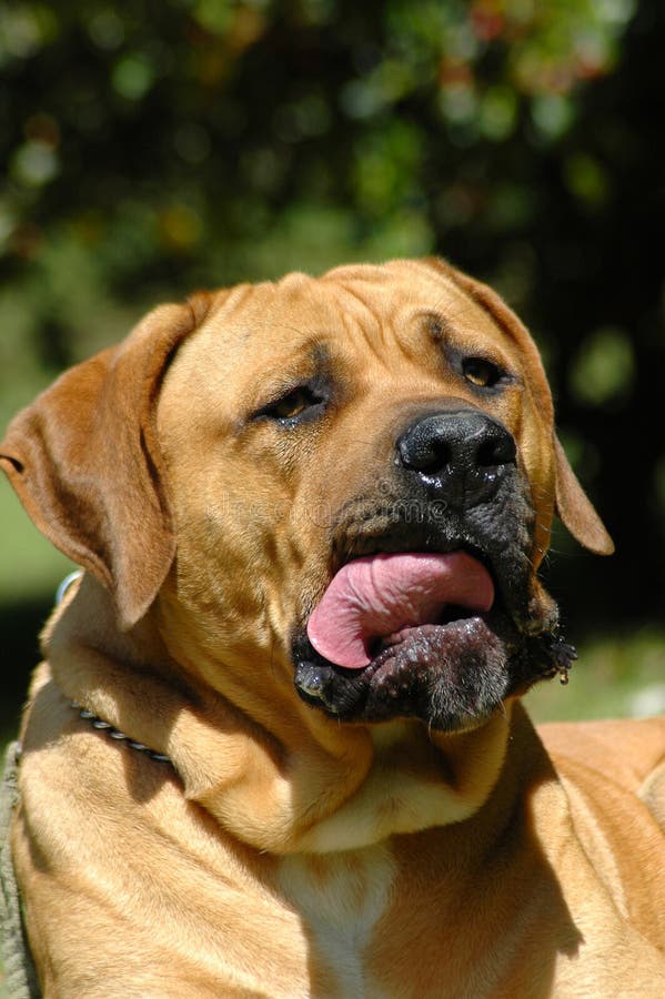 A beautiful big Boerboel dog head portrait with open mouth and tongue out and cute expression in the face watching other dogs in the park outdoors