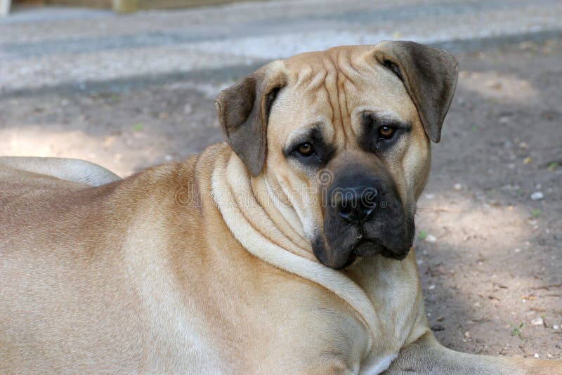 This large, powerful Boerboel dog is claimed by its supporters to be THE guard dog par excellence