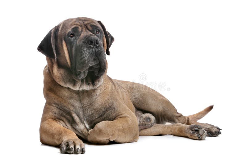 Boerboel in front of a white background