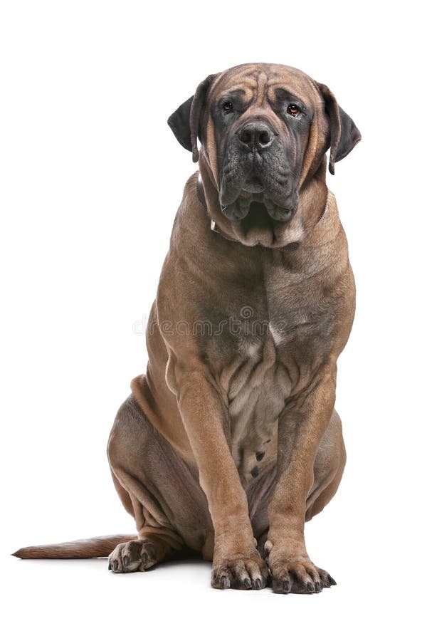 Boerboel in front of a white background